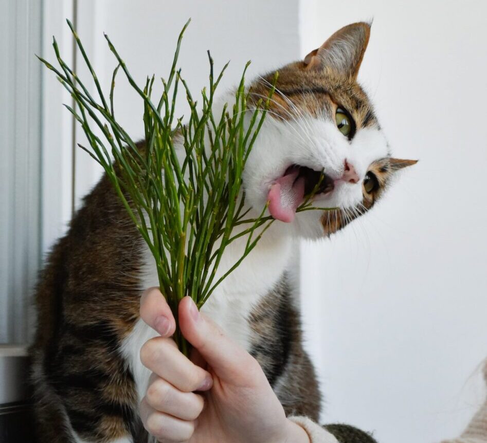herbe a chat cataire