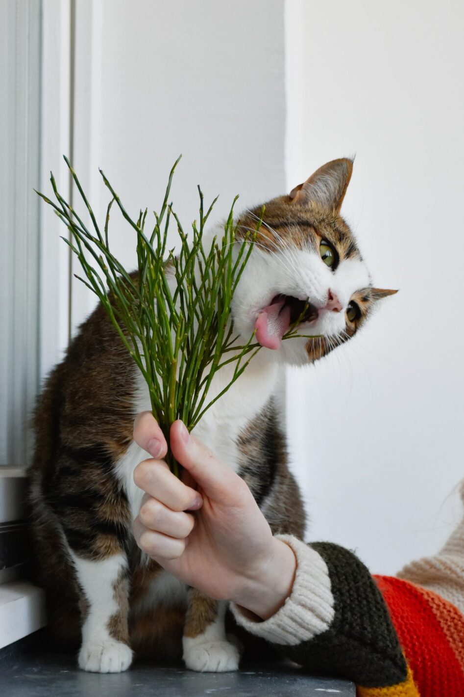 herbe a chat cataire