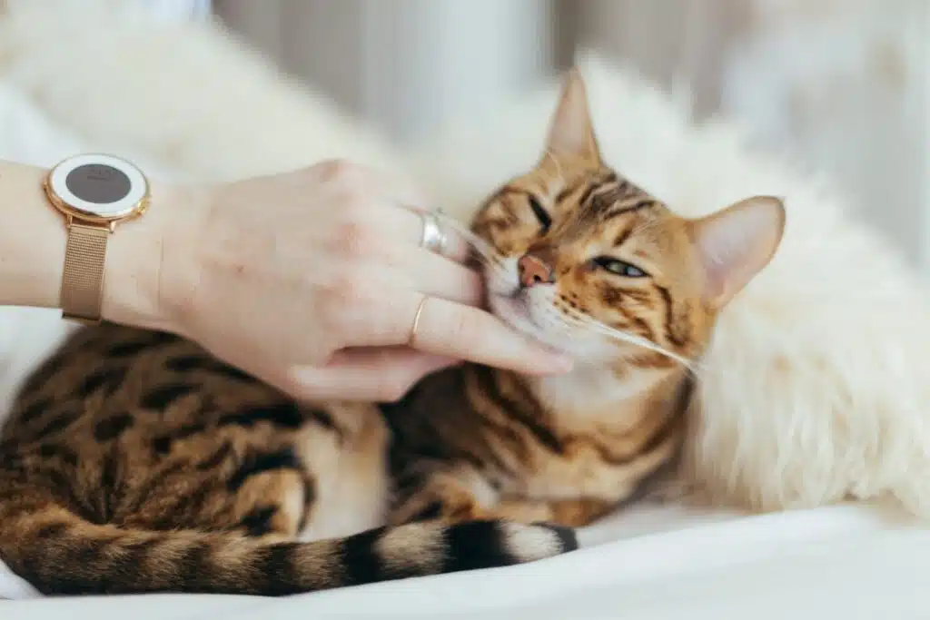 croquette chat stérilisé