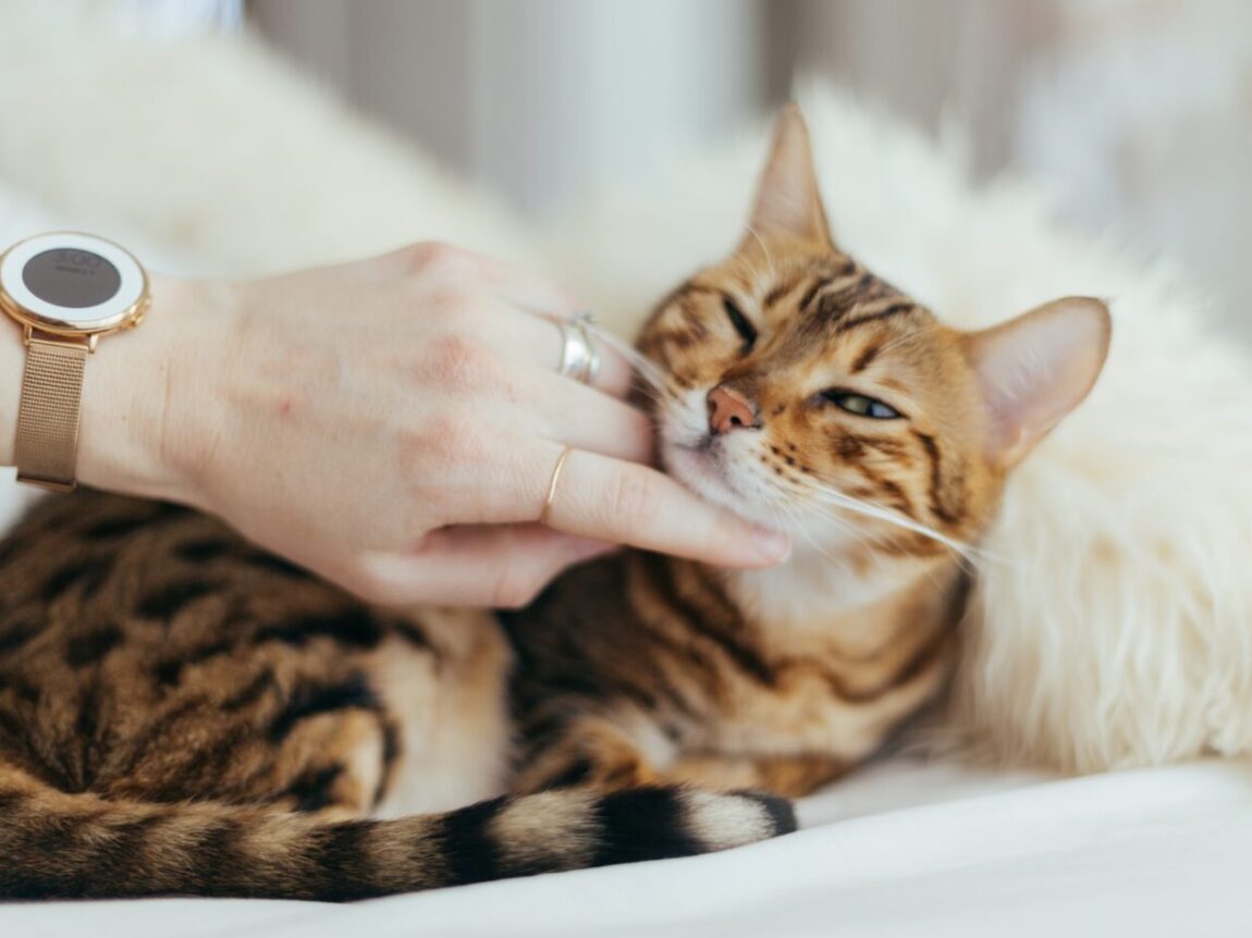 croquette chat stérilisé