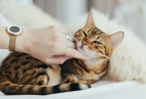 croquette chat stérilisé