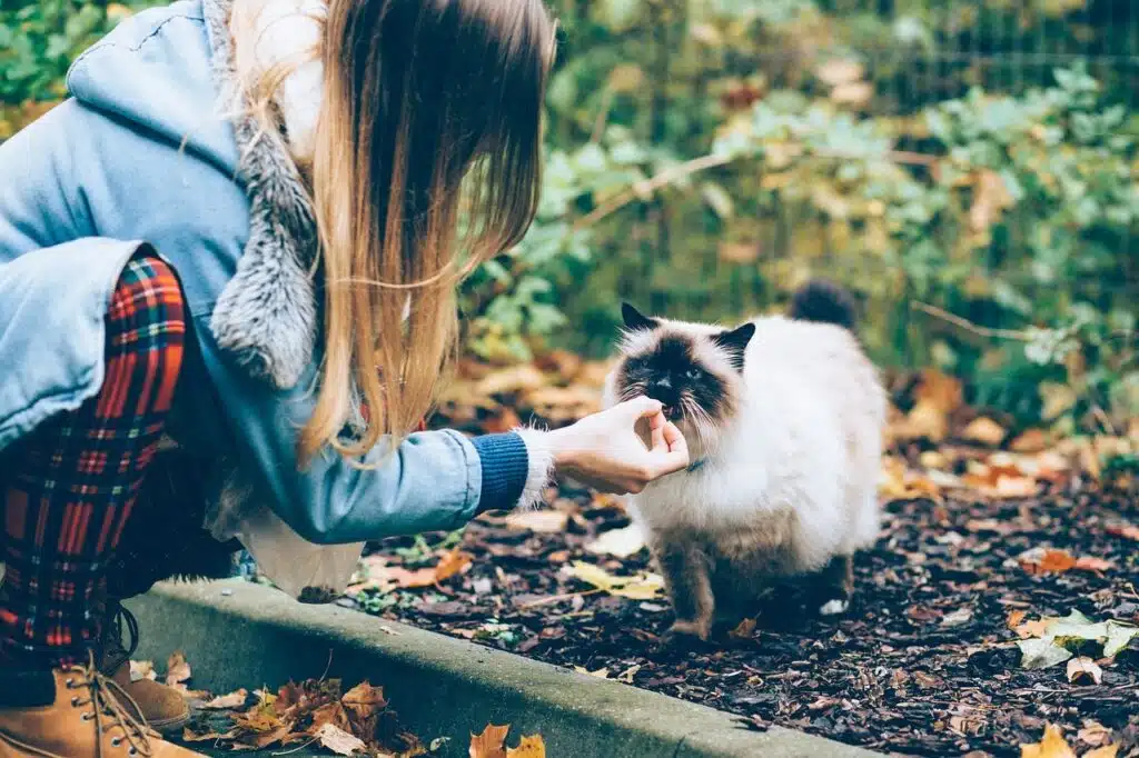 aliment bon pour chat