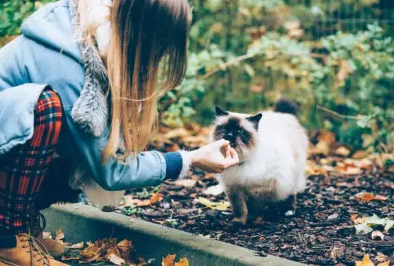 aliment bon pour chat