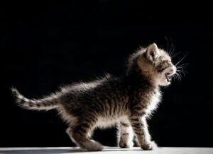 chat dent de lait
