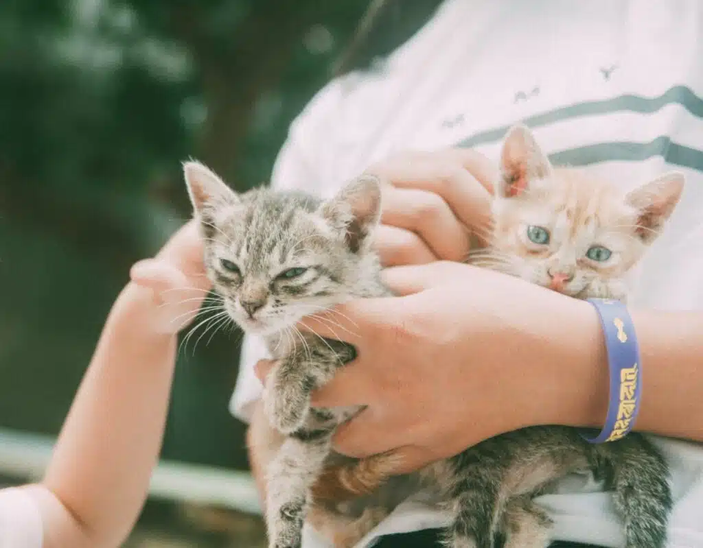 maladie des griffes du chat