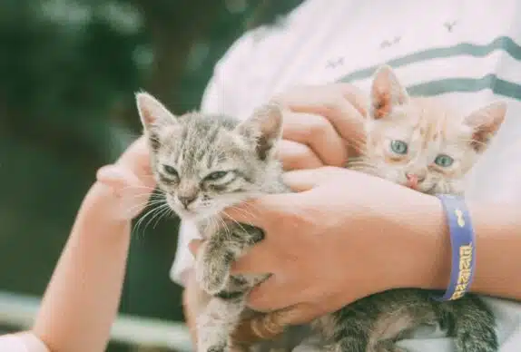 maladie des griffes du chat