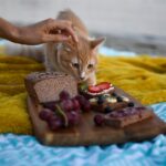 nourriture pour chat