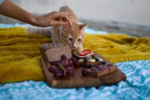 nourriture pour chat