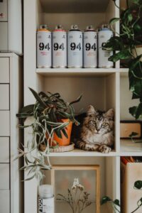 croquette main coon