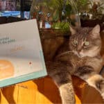 chat,chat sans céréale,chat sans céréales,chats,croquette,croquette chat sans céréale,croquette sans céréale,croquette sans céréales,croquettes,croquettes chat,croquettes chat sans cereales,croquettes chat sans céréales,croquettes chats sans,croquettes chats sans céréales,croquettes sans,croquettes sans cereales,croquettes sans céréale,croquettes sans céréales,croquettes sans céréales chat,céréales,sans,sans cereales,sans céréale chat,sans céréales,sans céréales chat