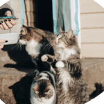 chat,chat sans céréale,chat sans céréales,chats,croquette,croquette chat sans céréale,croquette sans céréale,croquette sans céréales,croquettes,croquettes chat,croquettes chat sans cereales,croquettes chat sans céréales,croquettes chats sans,croquettes chats sans céréales,croquettes sans,croquettes sans cereales,croquettes sans céréale,croquettes sans céréales,croquettes sans céréales chat,céréales,sans,sans cereales,sans céréale chat,sans céréales,sans céréales chat