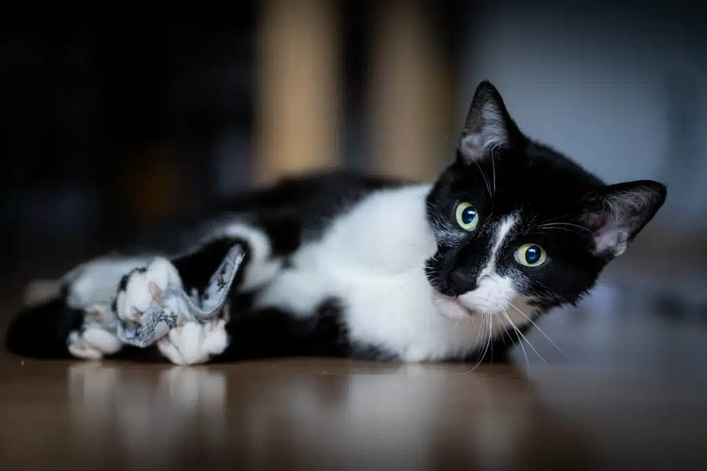 chat,chat sans céréale,chat sans céréales,chats,croquette,croquette chat sans céréale,croquette sans céréale,croquette sans céréales,croquettes,croquettes chat,croquettes chat sans cereales,croquettes chat sans céréales,croquettes chats sans,croquettes chats sans céréales,croquettes sans,croquettes sans cereales,croquettes sans céréale,croquettes sans céréales,croquettes sans céréales chat,céréales,sans,sans cereales,sans céréale chat,sans céréales,sans céréales chat