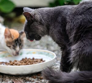 chaton,ales,chat,hareng,grenade,pommes de terre,rocky mountain,caille,nutrition,faisan,poulet,croquettes pour chat,potiron,nutrivet,poisson,kitten,inne,country,croquettes,dinde,ocean,newsletter,carnivore,canard,saumon,healthy,patates douces,neutered,cerf,golden valley,lot,volaille,farmina,lapin,breed,sanglier,urinary,delicatessen,europe,bio,agneau,sterilized,truite,canneberges,zooplus,weight control,lentilles,culinary,poisson blanc,sterilised,petits pois,crevettes,feline,renne,ale,croquette,myrtilles,hairball,maine coon,stomach,calculs urinaires,pomme,en plein air,cher,variety,ultra premium direct,crave,maquereau