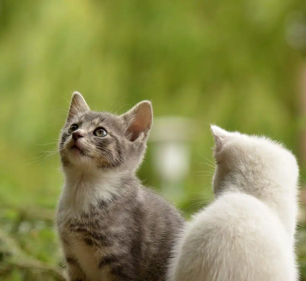 chat,chat sans céréale,chat sans céréales,chats,croquette,croquette chat sans céréale,croquette sans céréale,croquette sans céréales,croquettes,croquettes chat,croquettes chat sans cereales,croquettes chat sans céréales,croquettes chats sans,croquettes chats sans céréales,croquettes sans,croquettes sans cereales,croquettes sans céréale,croquettes sans céréales,croquettes sans céréales chat,céréales,sans,sans cereales,sans céréale chat,sans céréales,sans céréales chat