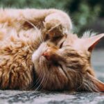 chat,chat sans céréale,chat sans céréales,chats,croquette,croquette chat sans céréale,croquette sans céréale,croquette sans céréales,croquettes,croquettes chat,croquettes chat sans cereales,croquettes chat sans céréales,croquettes chats sans,croquettes chats sans céréales,croquettes sans,croquettes sans cereales,croquettes sans céréale,croquettes sans céréales,croquettes sans céréales chat,céréales,sans,sans cereales,sans céréale chat,sans céréales,sans céréales chat