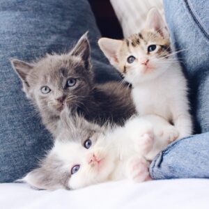 chat,chat sans céréale,chat sans céréales,chats,croquette,croquette chat sans céréale,croquette sans céréale,croquette sans céréales,croquettes,croquettes chat,croquettes chat sans cereales,croquettes chat sans céréales,croquettes chats sans,croquettes chats sans céréales,croquettes sans,croquettes sans cereales,croquettes sans céréale,croquettes sans céréales,croquettes sans céréales chat,céréales,sans,sans cereales,sans céréale chat,sans céréales,sans céréales chat
