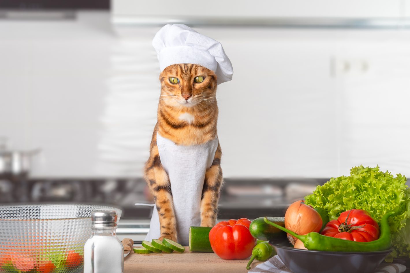 Des idées recettes pour chat équilibrées et gourmandes