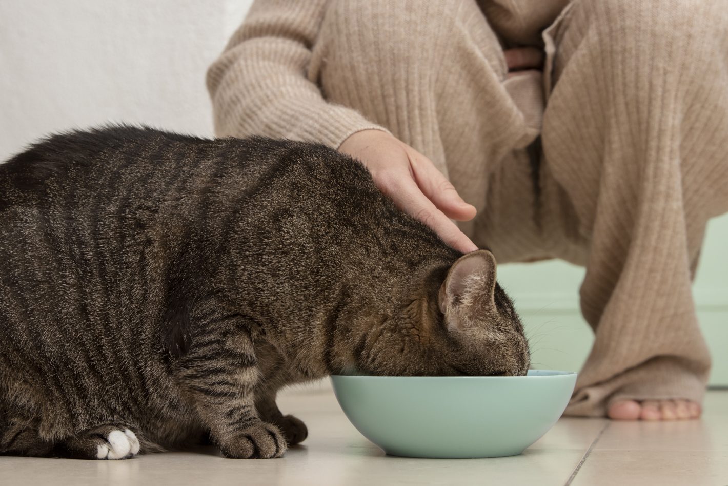 Alimentation mixte chat