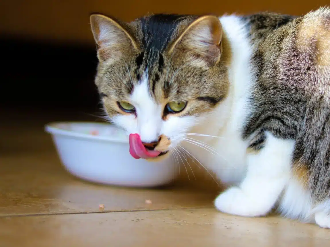 Croquettes, pâtée, fait maison : Quelle alimentation pour son chat ?