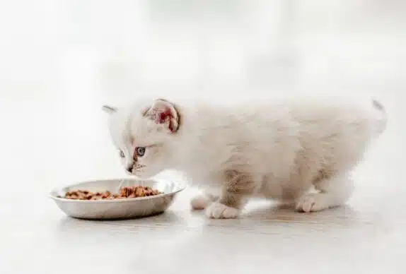 Pâtée pour chaton