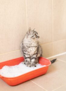 chat,chat sans céréale,chat sans céréales,chats,croquette,croquette chat sans céréale,croquette sans céréale,croquette sans céréales,croquettes,croquettes chat,croquettes chat sans cereales,croquettes chat sans céréales,croquettes chats sans,croquettes chats sans céréales,croquettes sans,croquettes sans cereales,croquettes sans céréale,croquettes sans céréales,croquettes sans céréales chat,céréales,sans,sans cereales,sans céréale chat,sans céréales,sans céréales chat