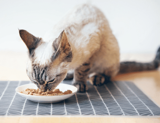 chat,chat sans céréale,chat sans céréales,chats,croquette,croquette chat sans céréale,croquette sans céréale,croquette sans céréales,croquettes,croquettes chat,croquettes chat sans cereales,croquettes chat sans céréales,croquettes chats sans,croquettes chats sans céréales,croquettes sans,croquettes sans cereales,croquettes sans céréale,croquettes sans céréales,croquettes sans céréales chat,céréales,sans,sans cereales,sans céréale chat,sans céréales,sans céréales chat