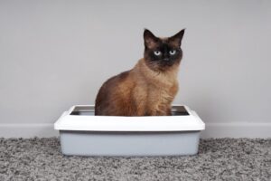 Comment choisir un bac à litière pour chat