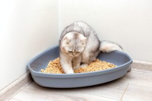 Comment empêcher son chat de mettre de la litière partout ?