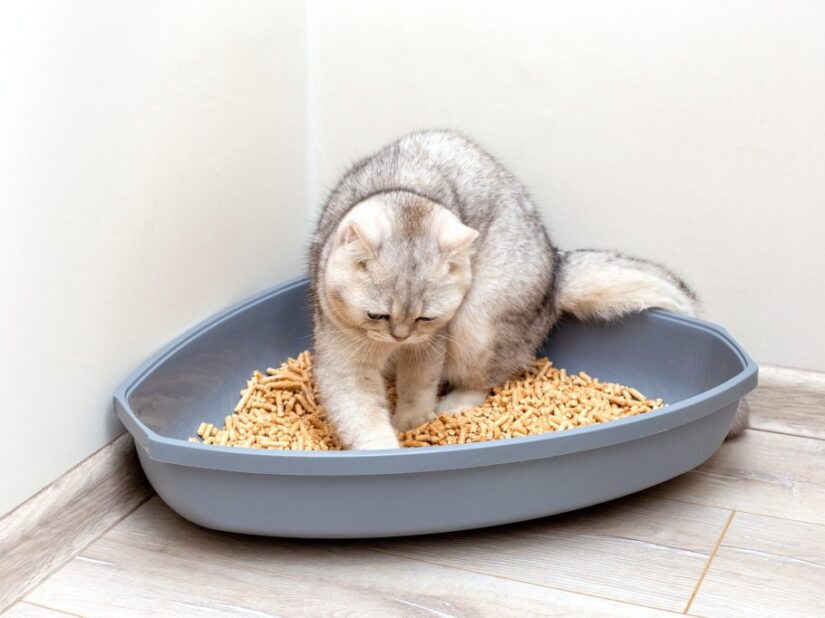 Comment empêcher son chat de mettre de la litière partout ?