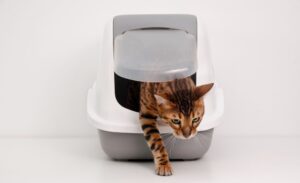 Comment habituer un chat à un changement de litière fermée