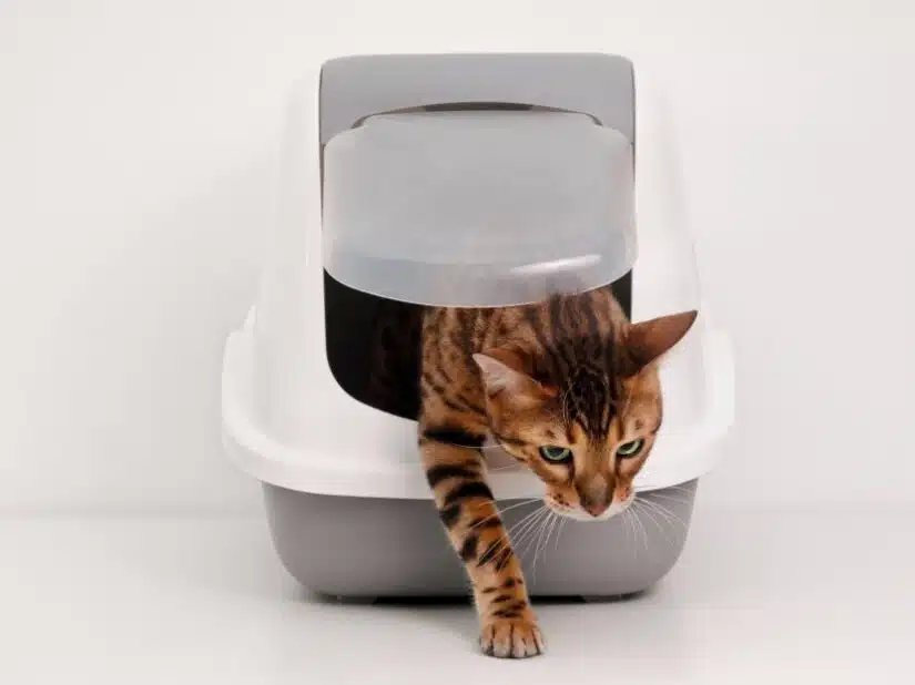 Comment habituer un chat à un changement de litière fermée