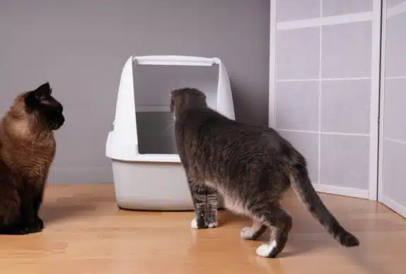 Est-ce que des chats peuvent partager la même litière
