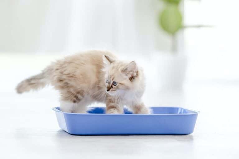 Quand changer la litière d'un chat