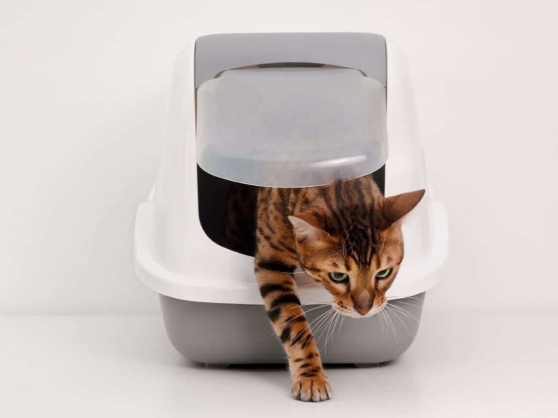 Comment éduquer votre chat à utiliser sa litière : conseils et techniques surprenantes