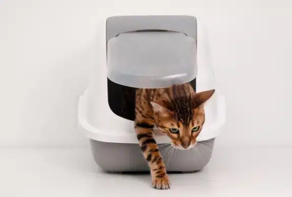 Comment éduquer votre chat à utiliser sa litière : conseils et techniques surprenantes