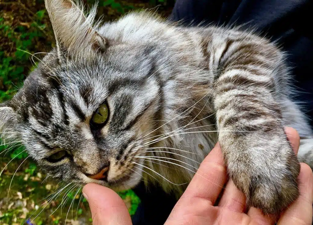 Vers blanc du chat : lutter et protéger votre chat