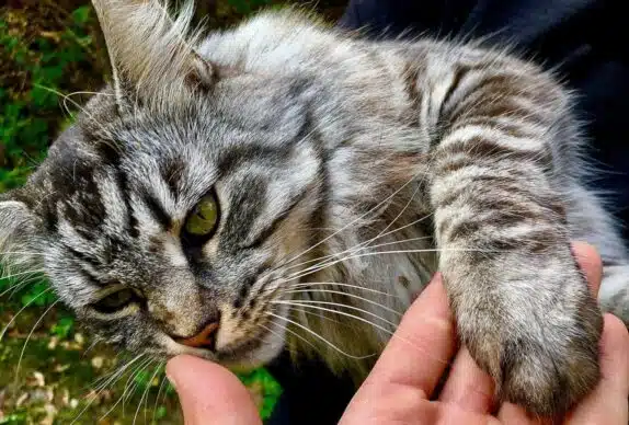 Vers blanc du chat : lutter et protéger votre chat