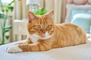 Diarrhée chez le chat : comment la traiter ?Réponses concrètes et naturelles !