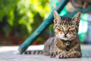 Giardiose du chat : comprendre et prévenir