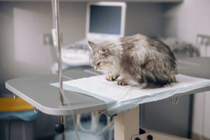 Comment soulager l'arthrose de votre chat : des solutions pour apaiser la douleur et améliorer son bien-être