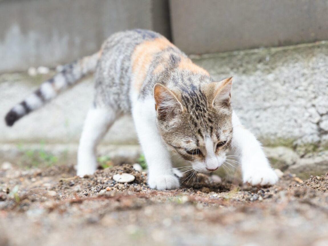 Diarrhée du chaton : comprendre, prévenir et traiter