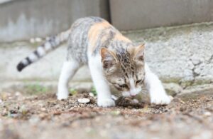 Diarrhée du chaton : comprendre, prévenir et traiter