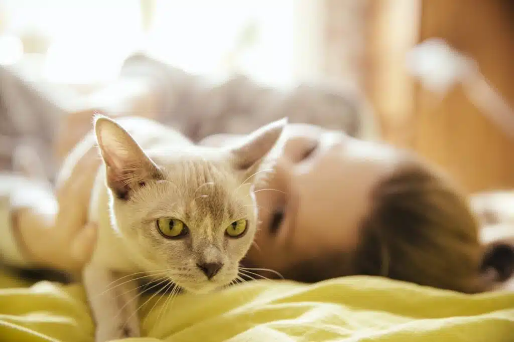 Les choix de stérilisation pour le bien-être de votre chat