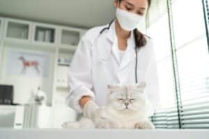 Protéger les chats de la chaleur : Comment l'importance de la ventilation garantit leur santé