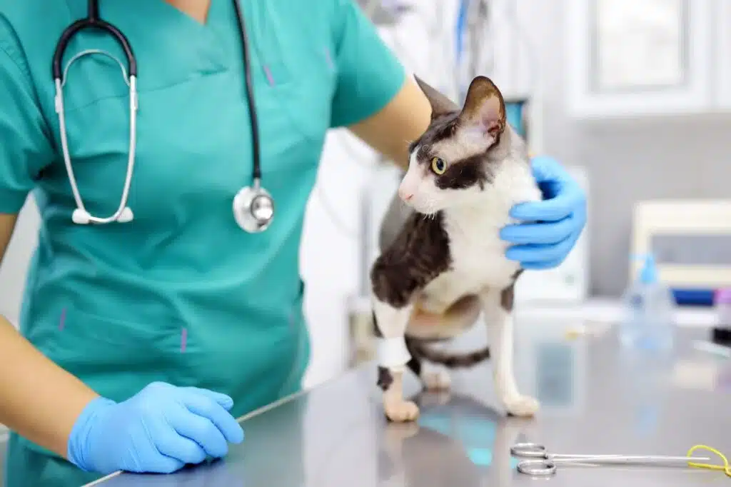 L'impact du changement climatique sur la santé des chats