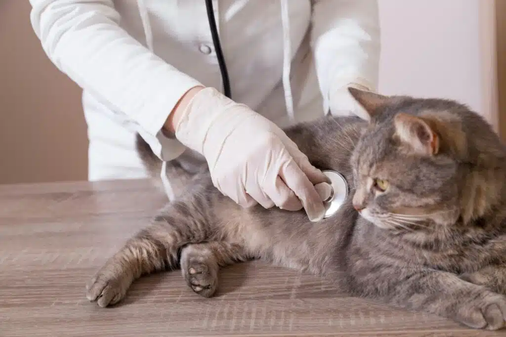 Garder les chats âgés en bonne santé: Les meilleurs conseils pour leur bien-être