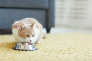 Hydratation du chat : tout savoir