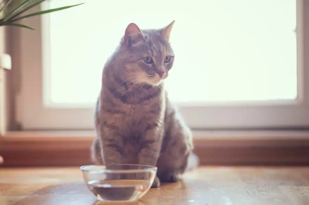 L'influence inquiétante de la qualité de l'eau sur la santé des chats