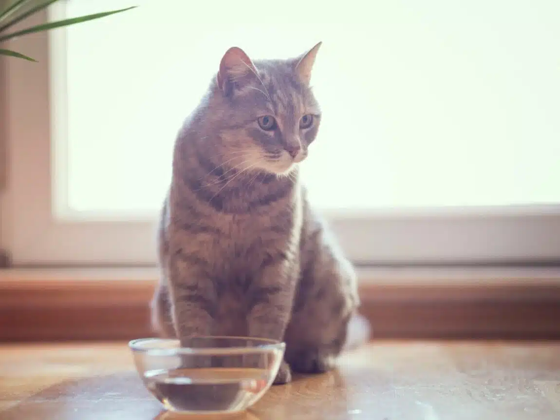 L'influence inquiétante de la qualité de l'eau sur la santé des chats