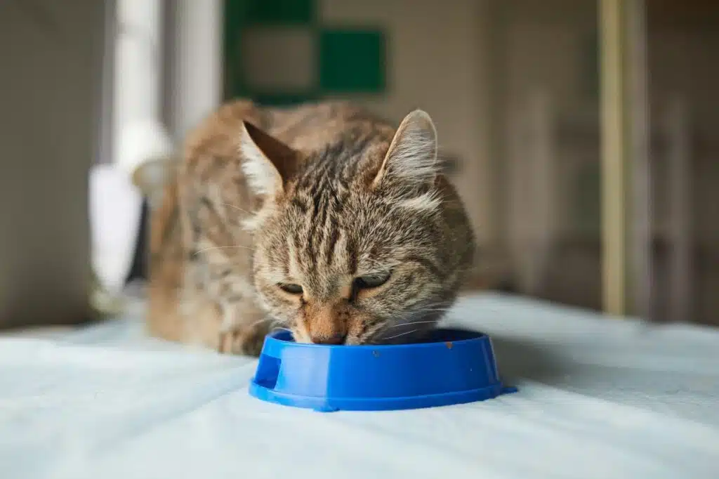 Comment les vitamines et minéraux assurent une alimentation équilibrée pour votre chat ?